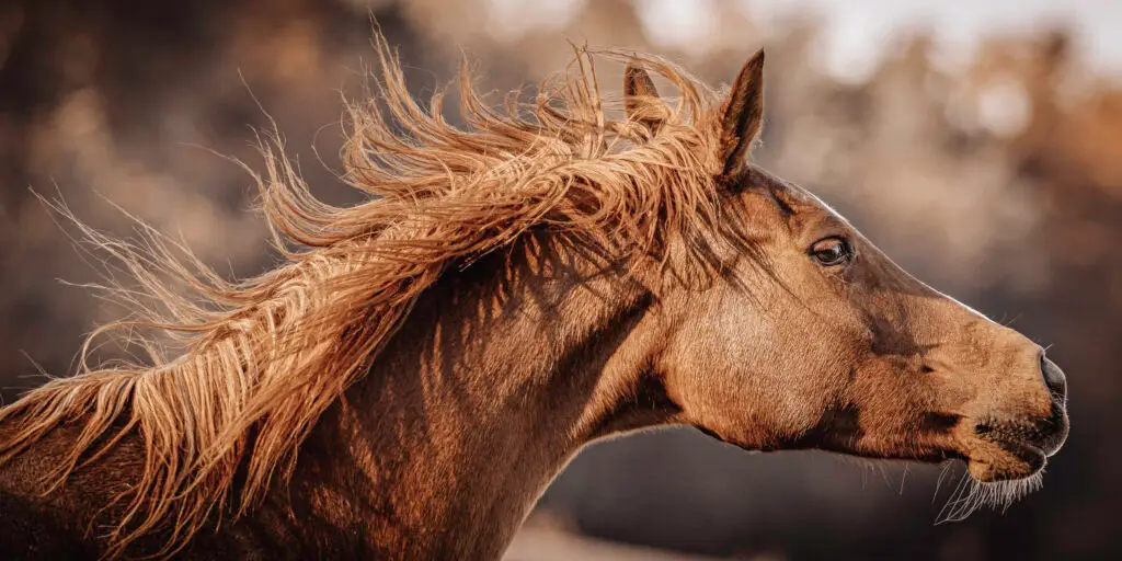 Horse with flowing mane in motion