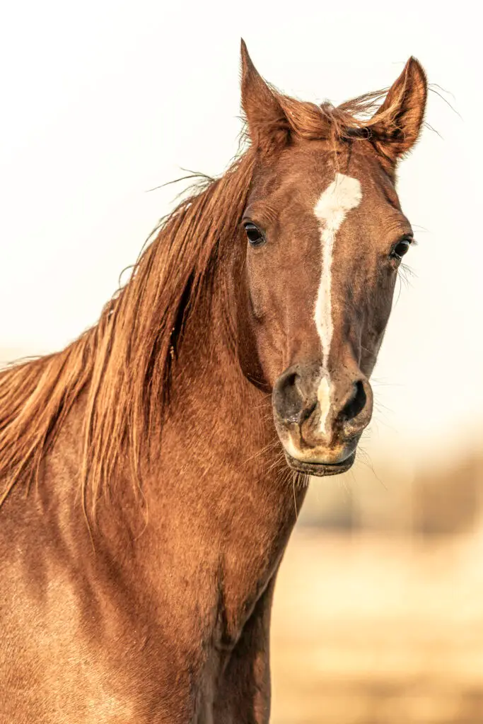 Horse Portrait