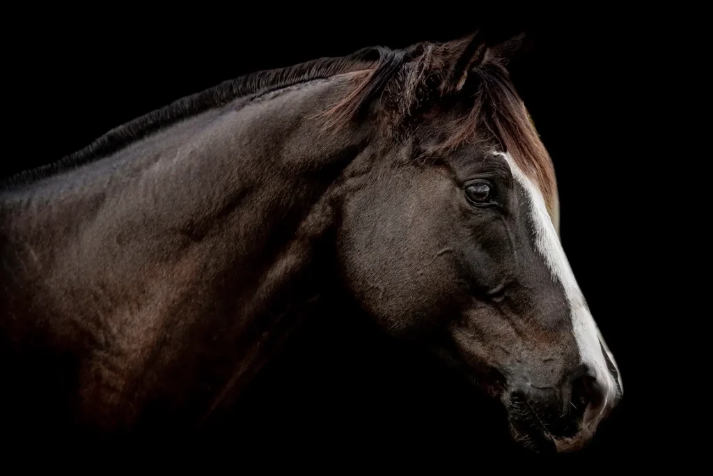 Close-up of a horse's head