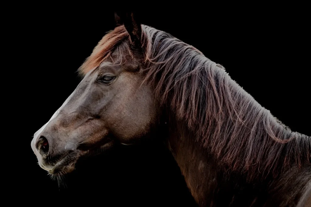 Profile of a majestic brown horse