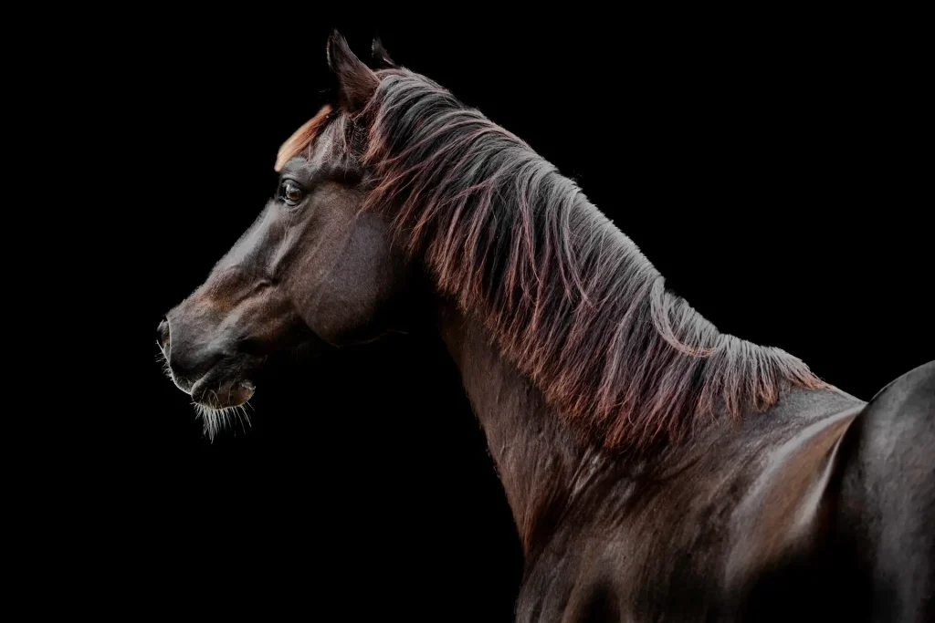 Majestic horse against black background