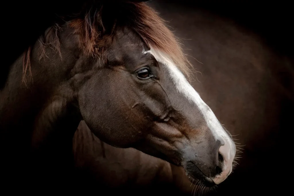 Close-up of a brown horse