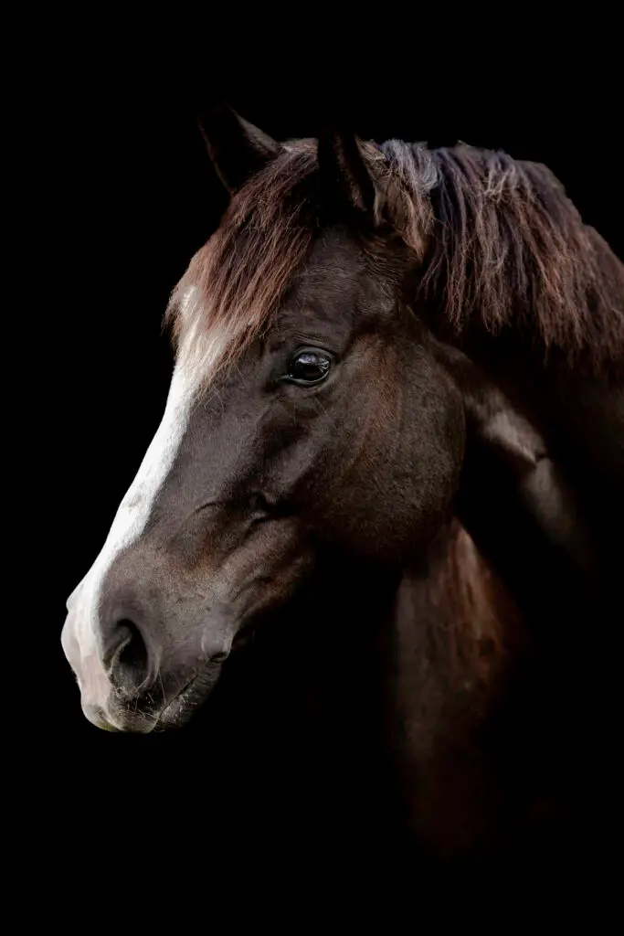 Horse portrait against dark background