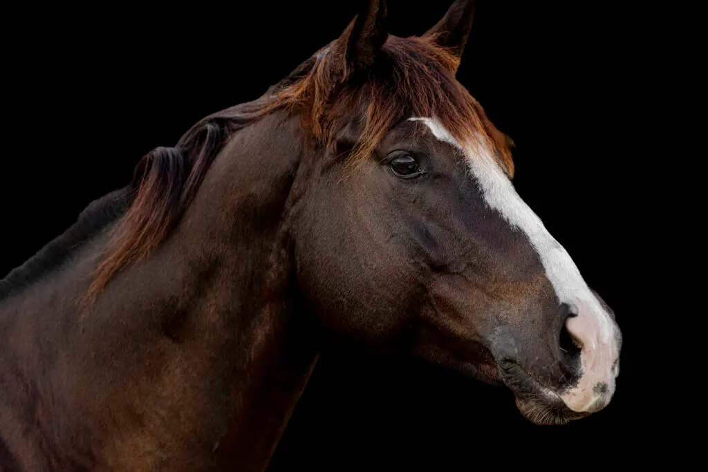 Close-up of a brown horse.