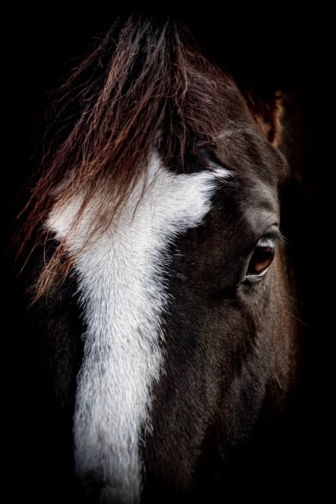 Close-up of a horse's face