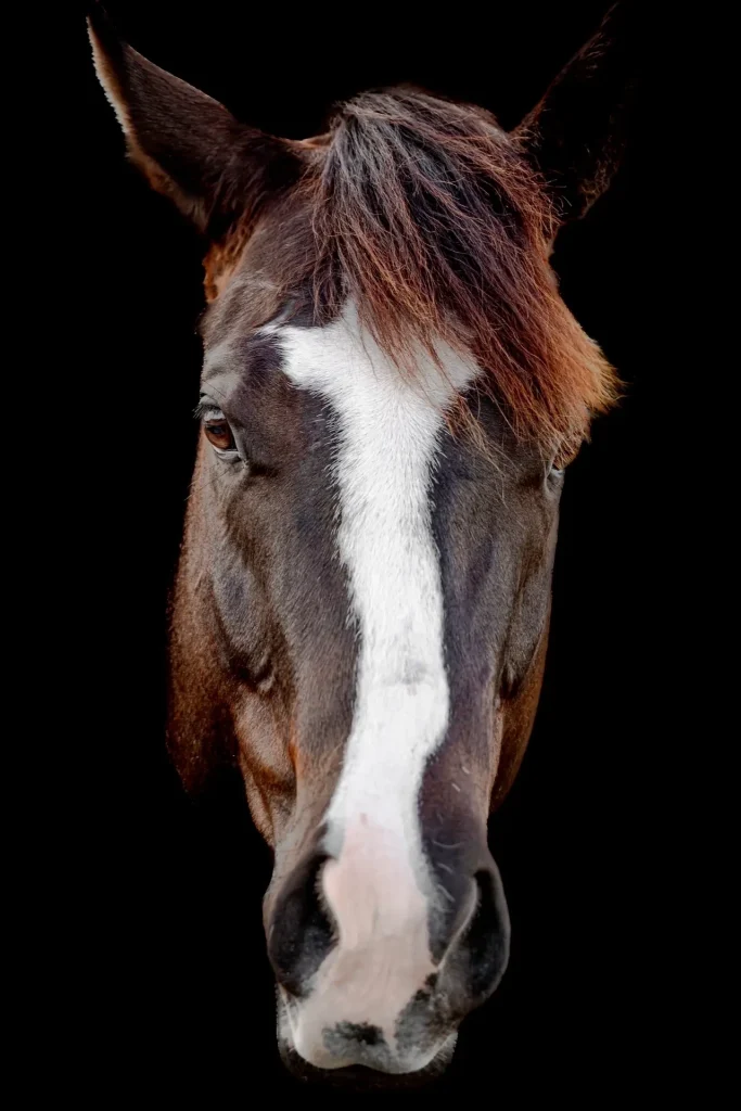 Close-up of a horse's face
