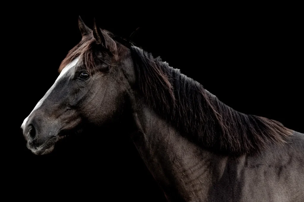 Profile of a dark horse