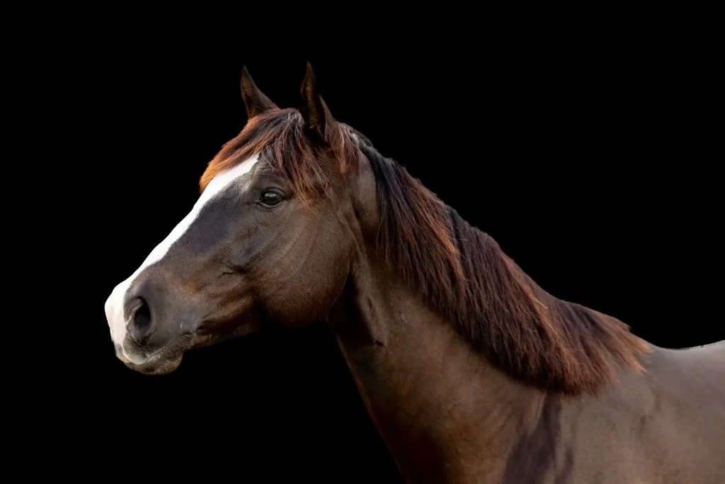 Brown horse with white stripe