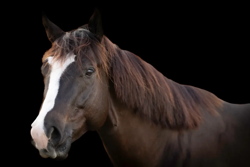 Close-up of a horse's face