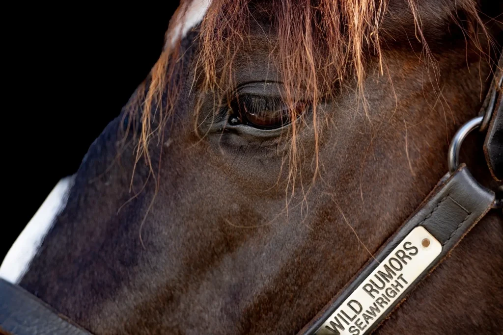 Close-up of a horse's face