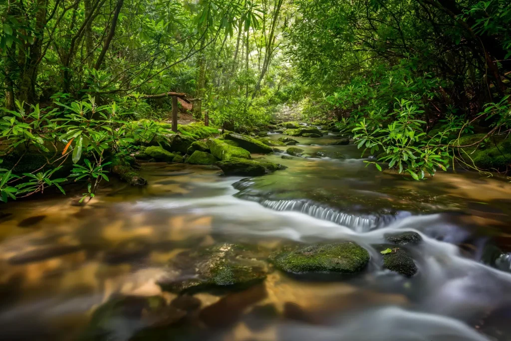 Serene stream surrounded by lush greenery.
