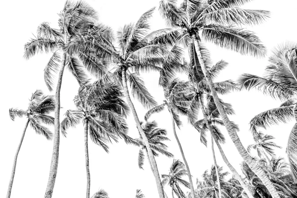 Black and white palm tree silhouettes