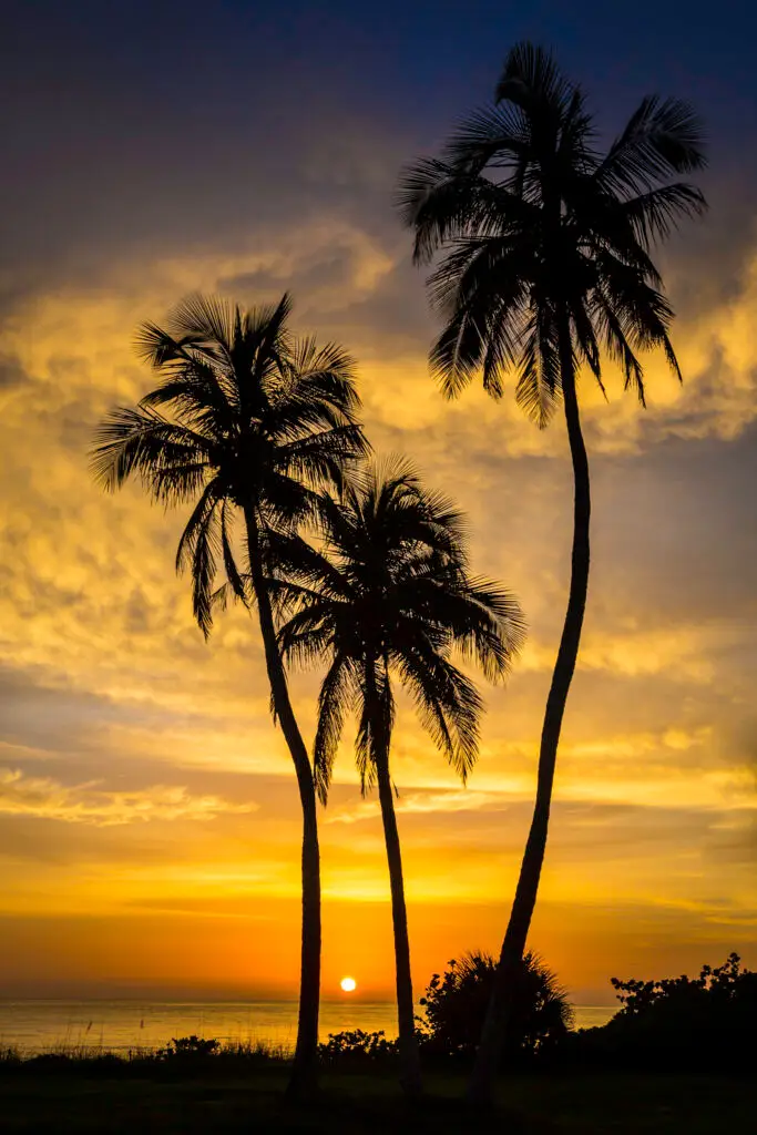 Silhouetted palms against vibrant sunset