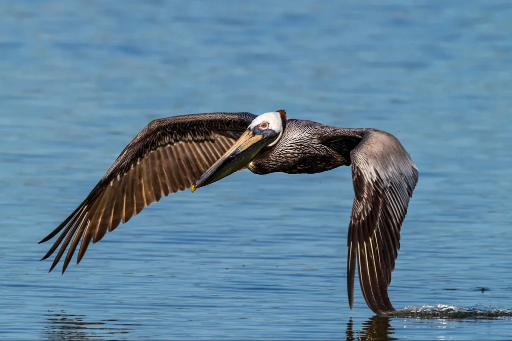 Pelican flying over water surface