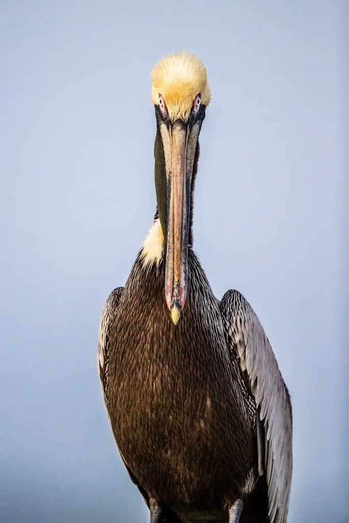 Close-up of a pelican bird