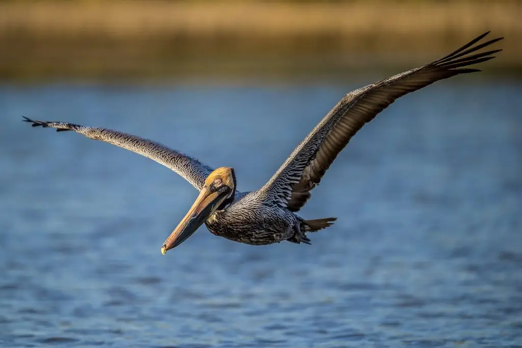 Pelican flying over water surface