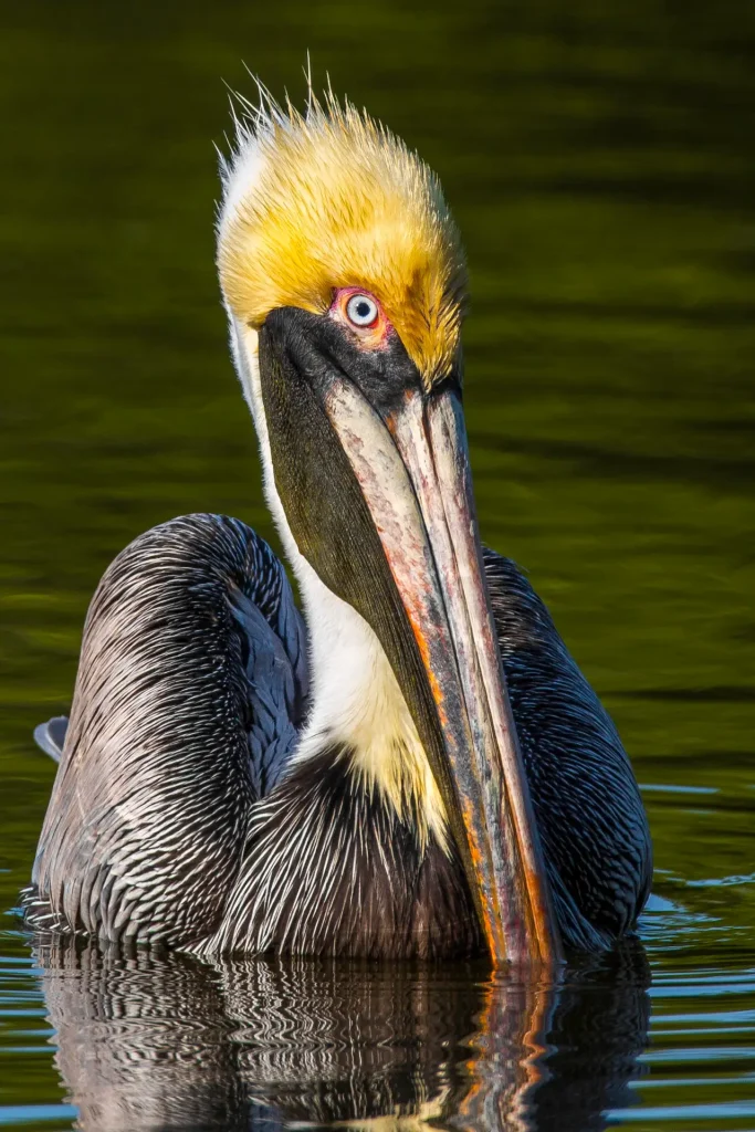 Pelican swimming in calm waters.