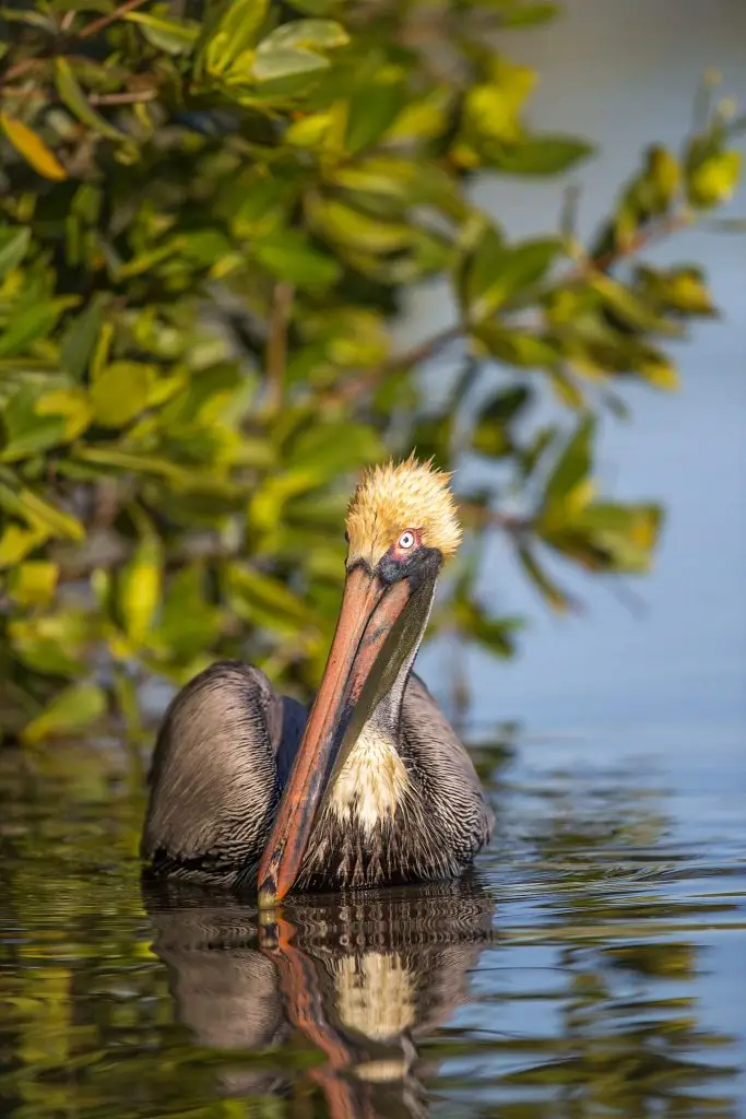 Brown pelican on calm water