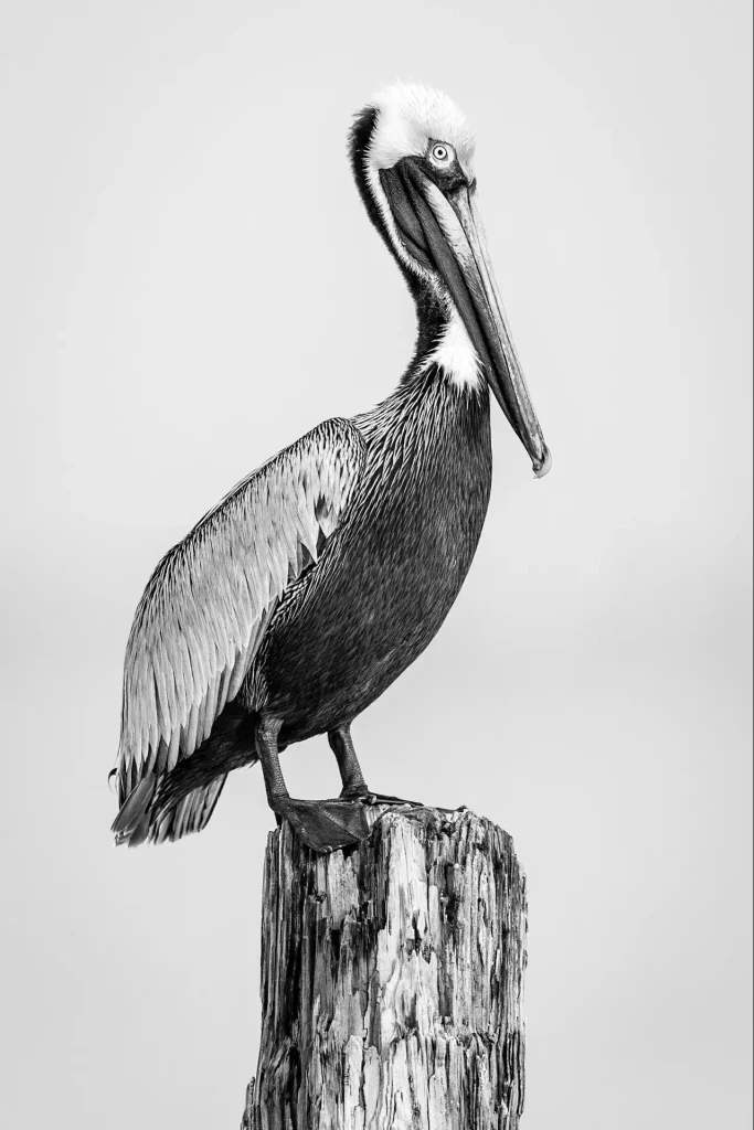Pelican perched on wooden post