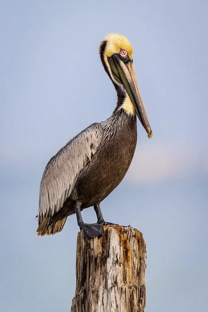 Brown pelican perched on post