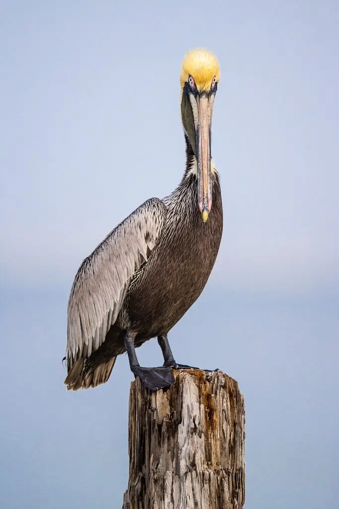 Pelican perched on a wooden post