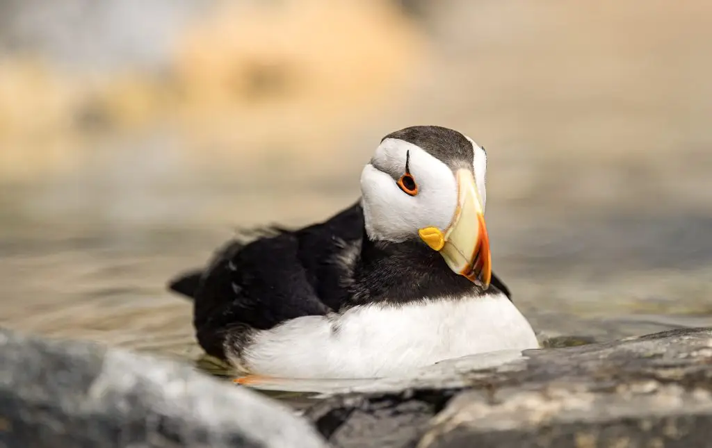 Puffin resting on rocky shore