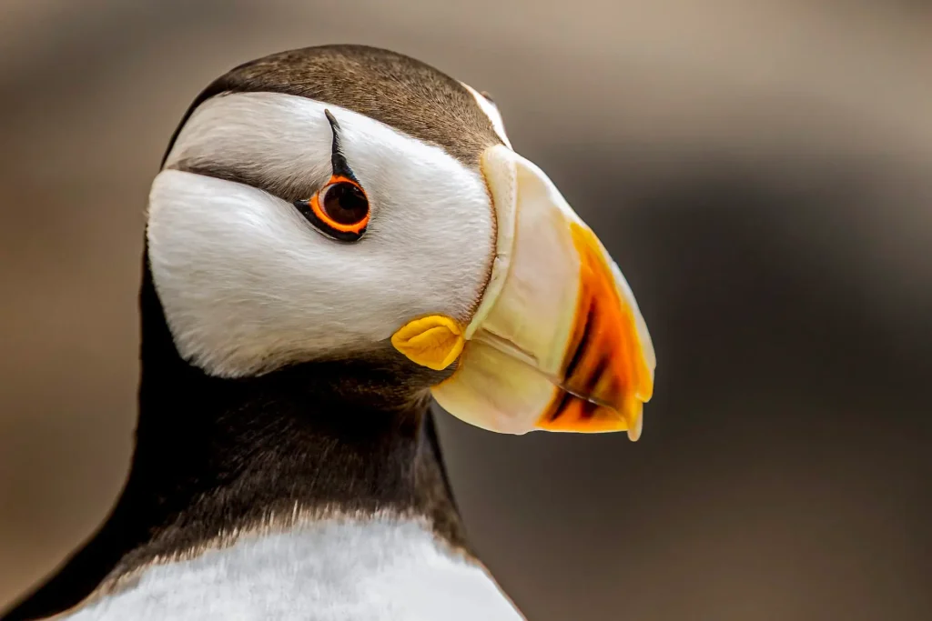 Close-up of a puffin bird