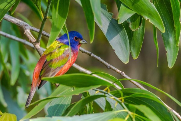 Painted Bunting 3