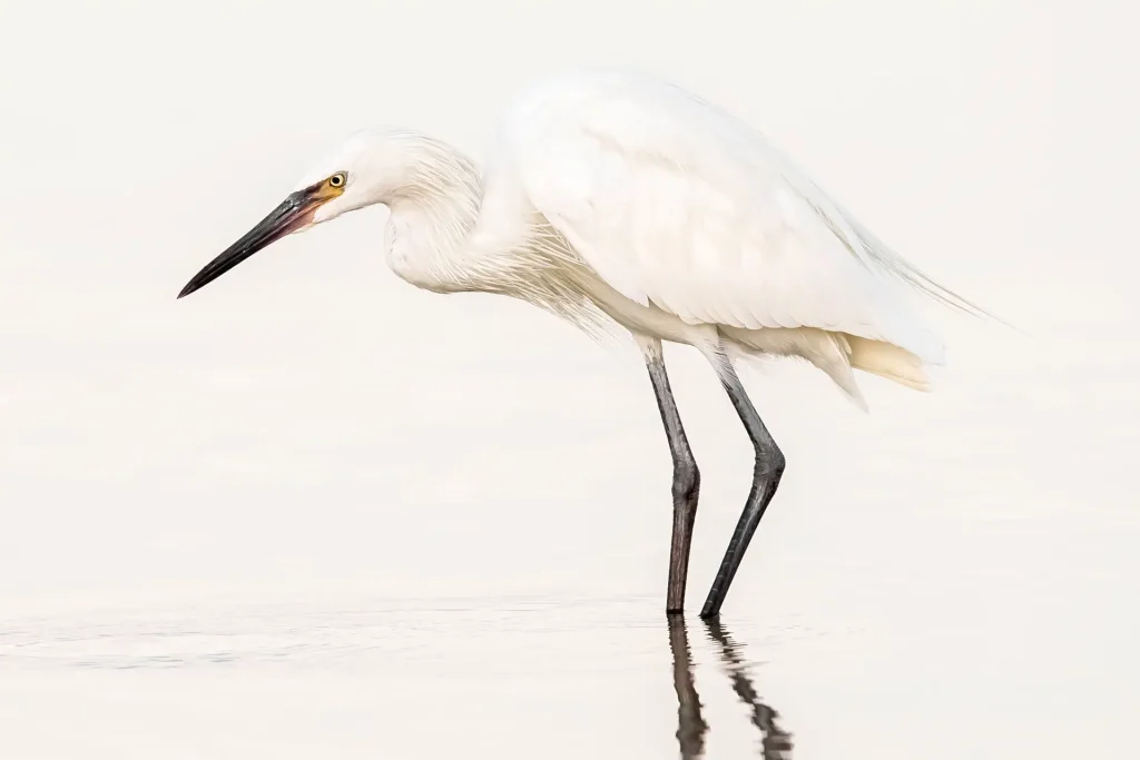 White bird wading in shallow water