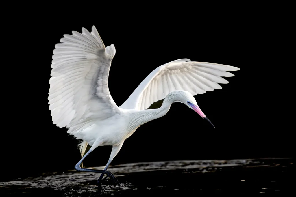 White bird spreading its wings
