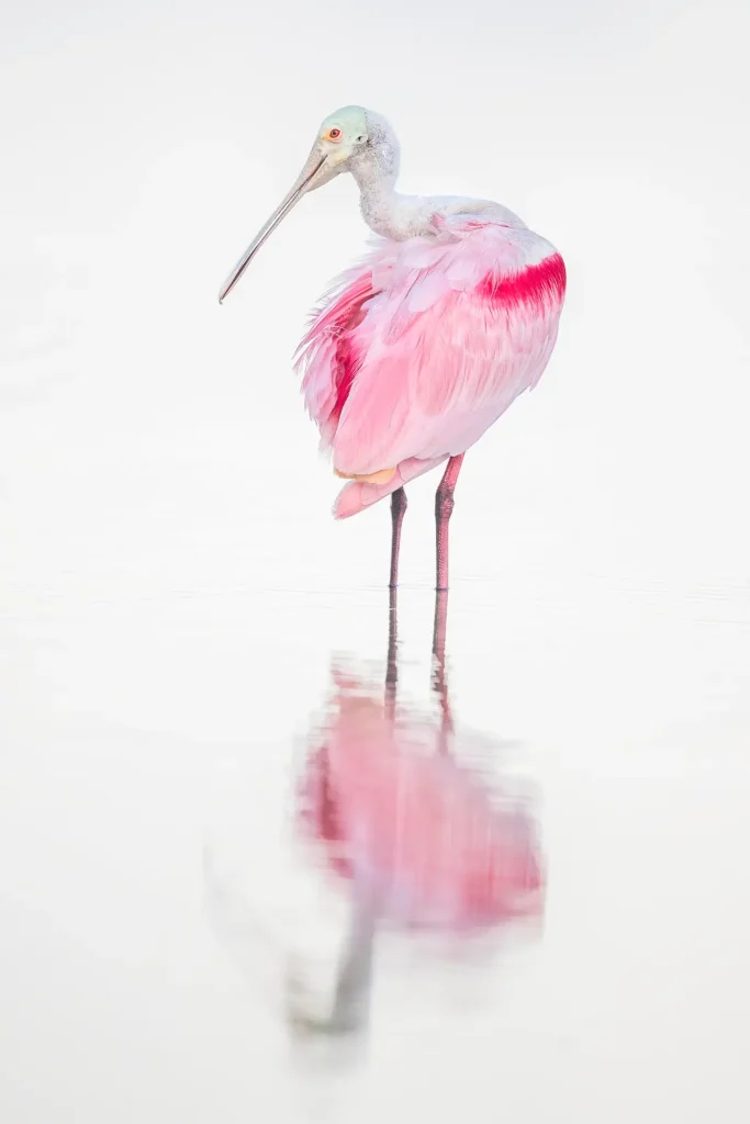 Pink bird standing in water