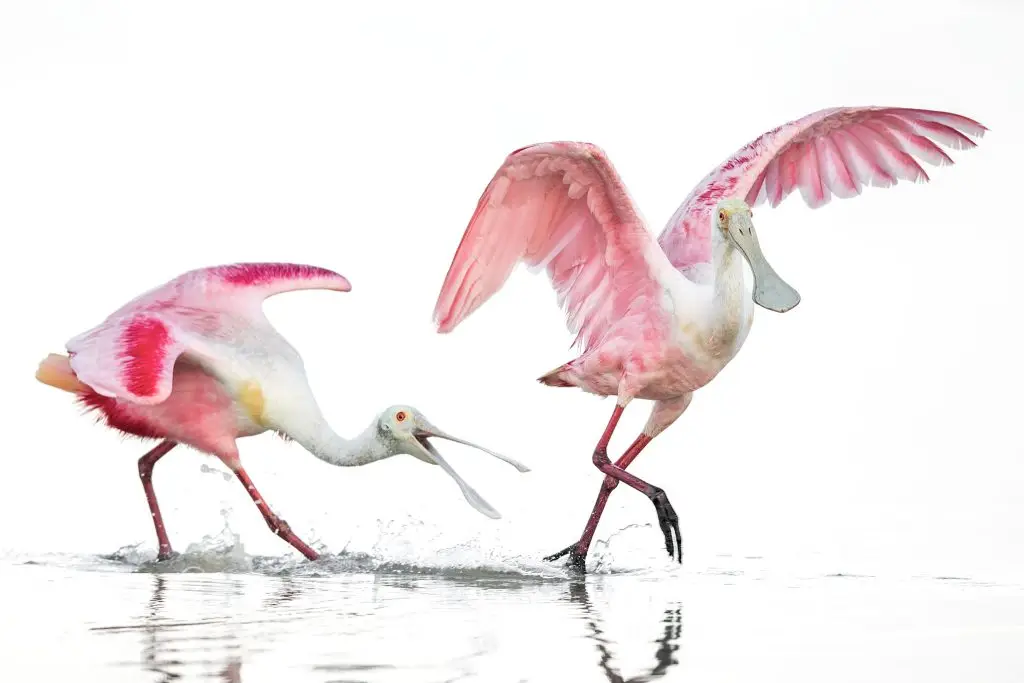 Two pink birds wading in water