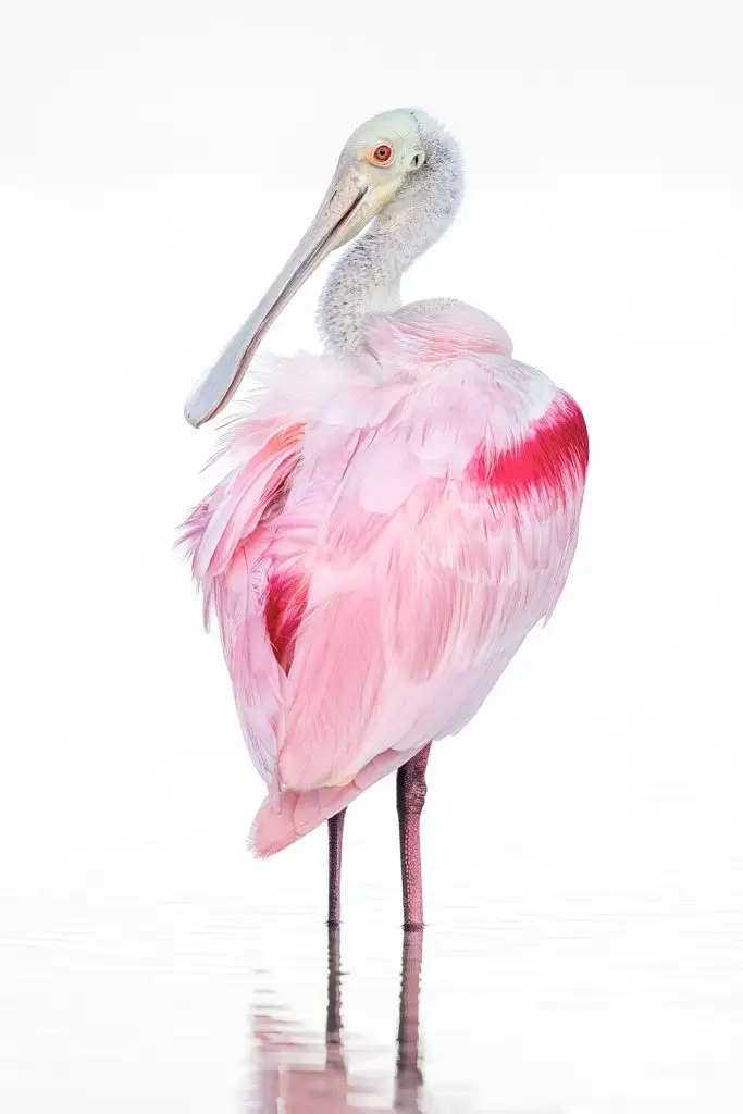 Pink bird standing in water