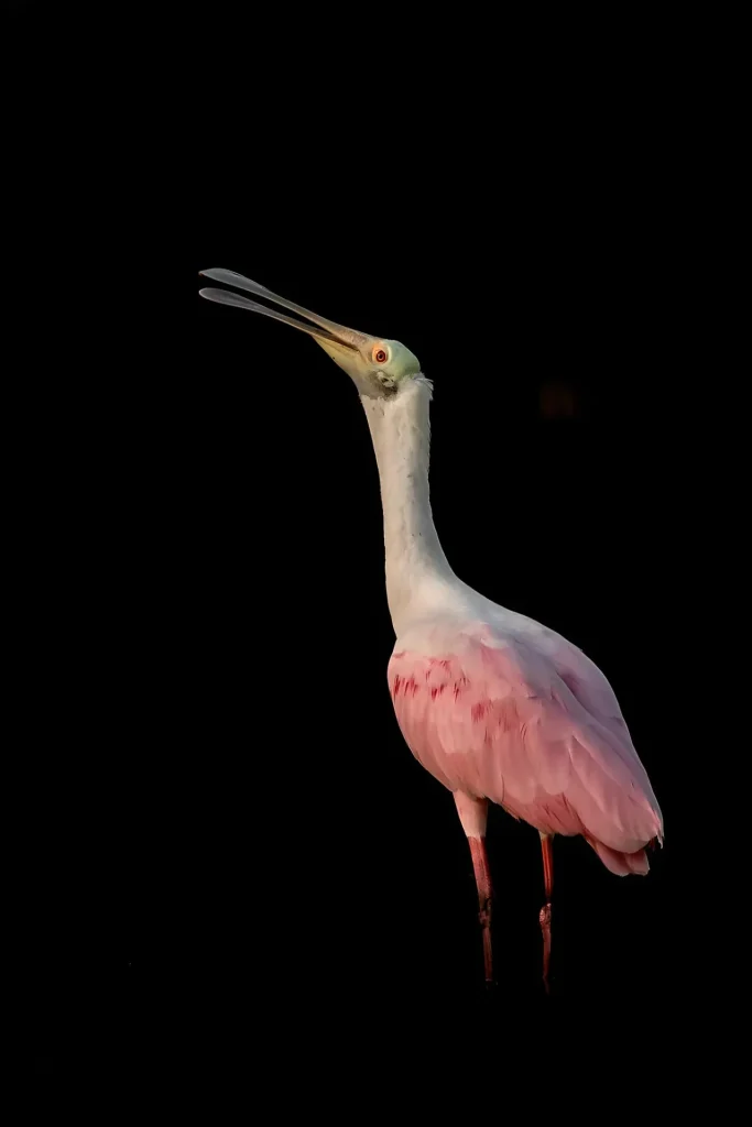 Pink bird with long, curved bill
