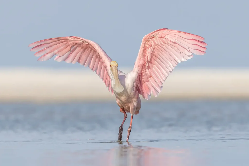 Roseate spoonbill with wings spread