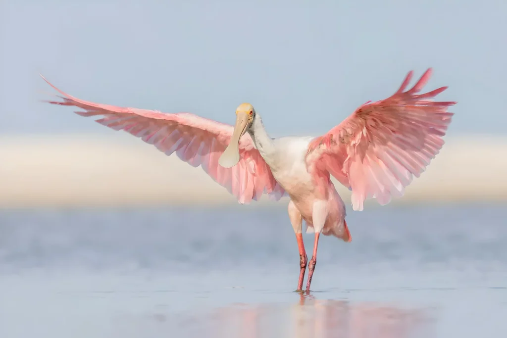 Pink bird with outstretched wings