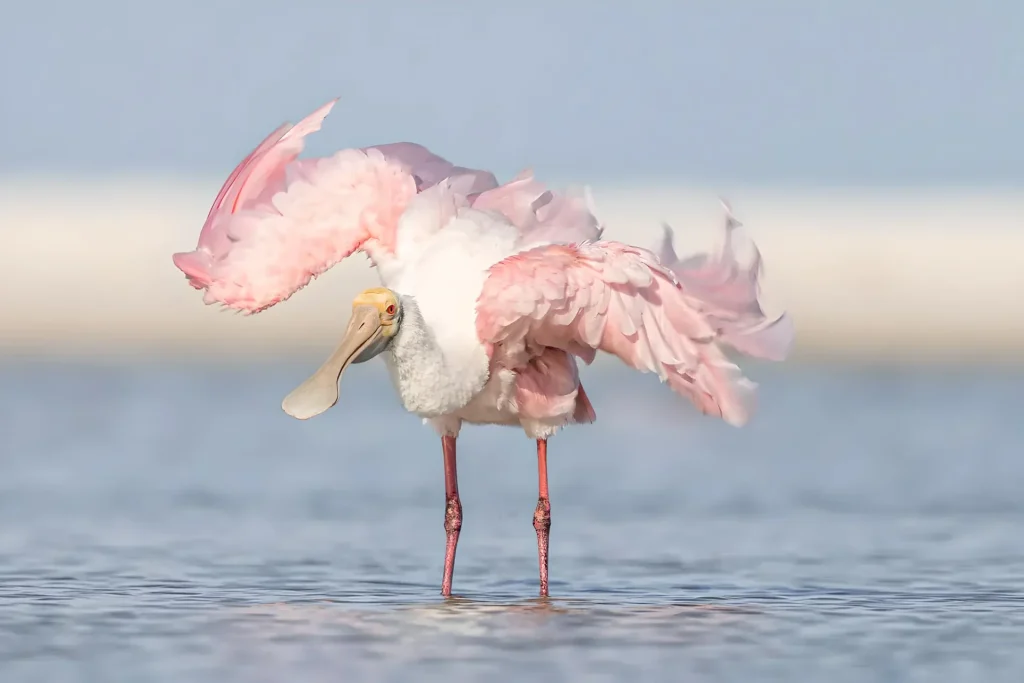 Roseate spoonbill displaying vibrant plumage