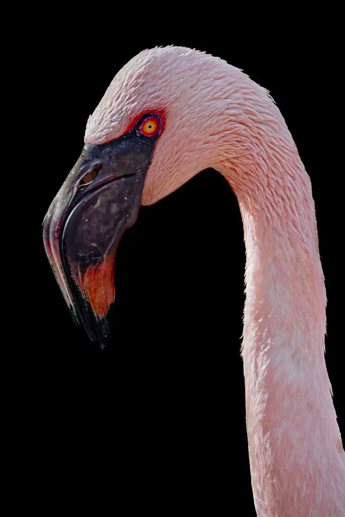 Close-up of a pink flamingo