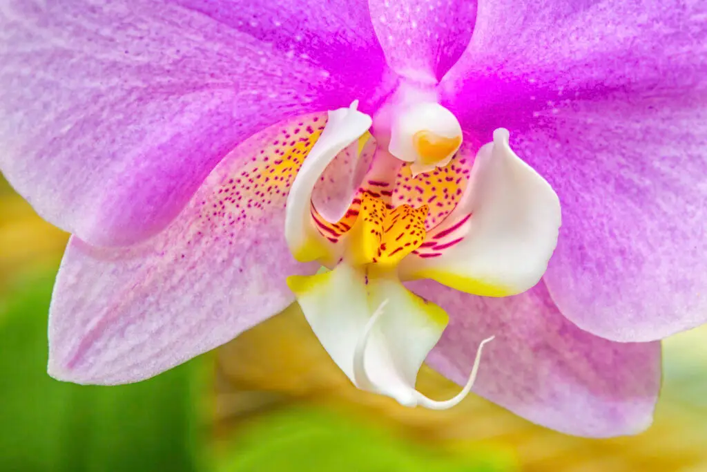 Close-up of a vibrant pink orchid with detailed petals and a yellow center.