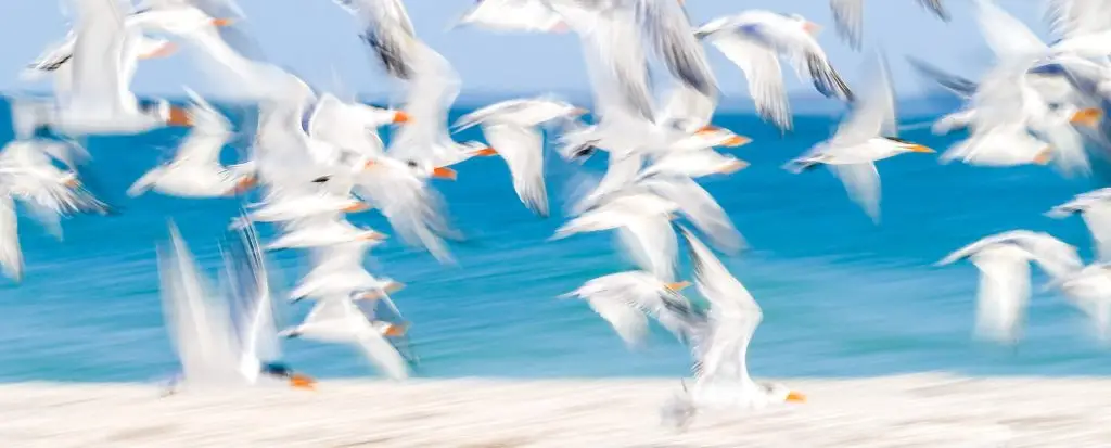 Blurred flock of white birds