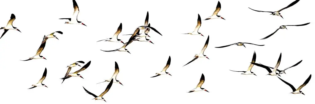 Flock of birds in flight