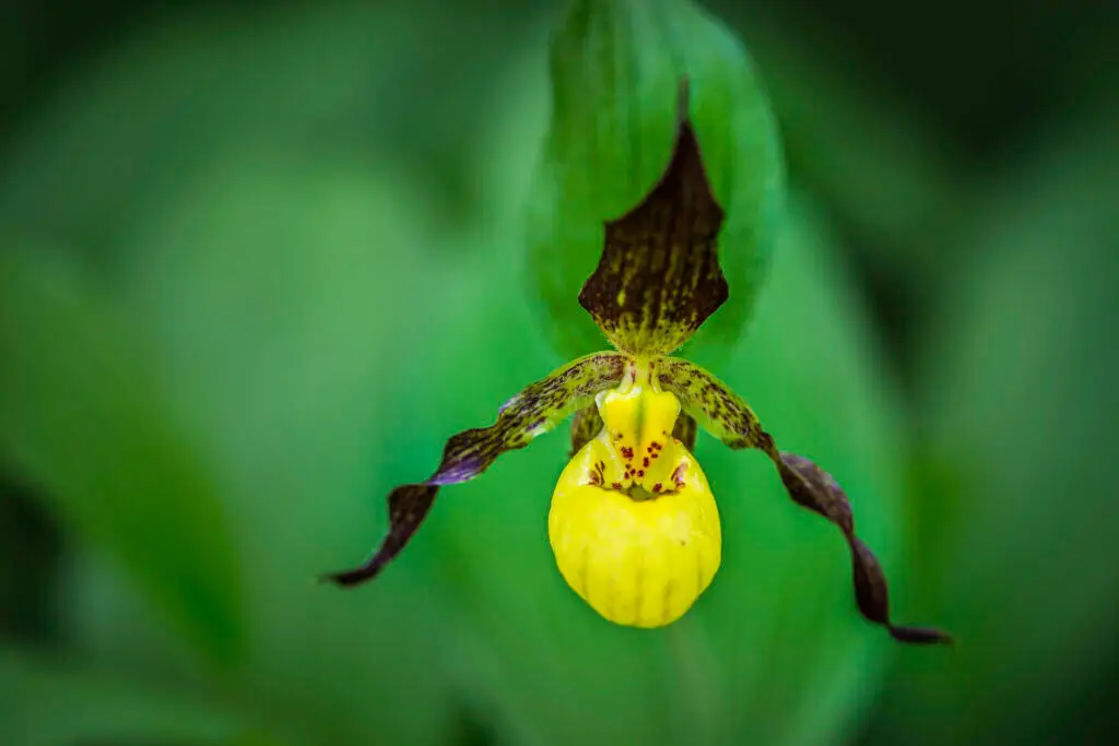 A unique yellow and brown orchid with twisted petals.
