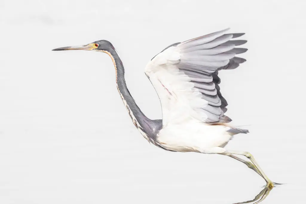 Tricolor Heron taking off