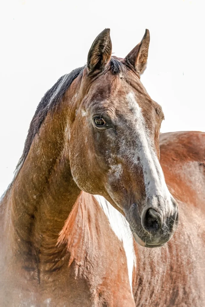 Horse Portrait