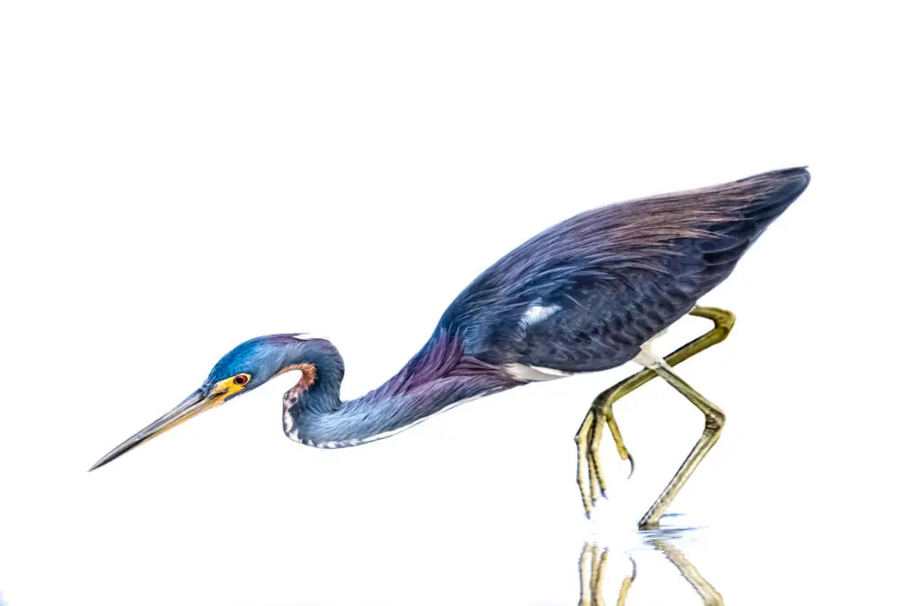 A colorful heron bird poised to catch prey in water.