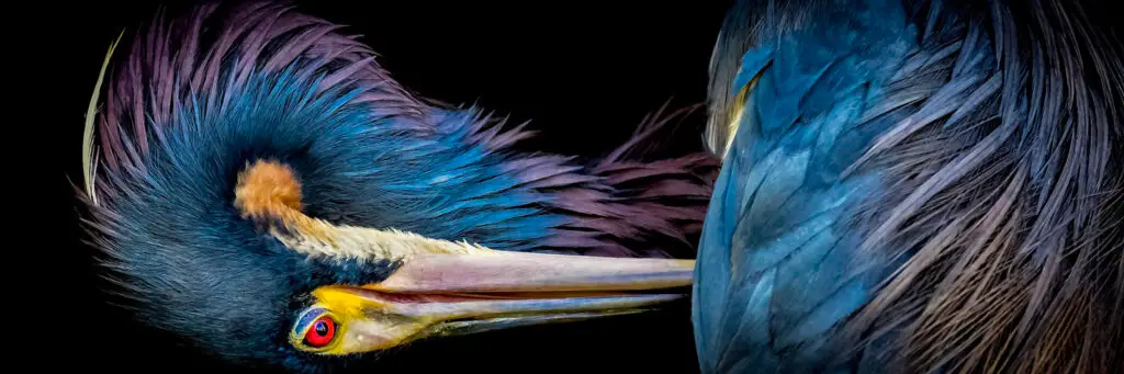 Close-up of a pelican's head with vibrant feathers against a black background.