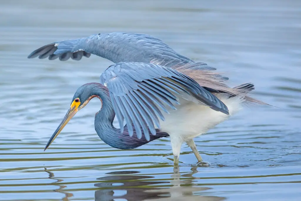 A heron with wings spread, poised over water.