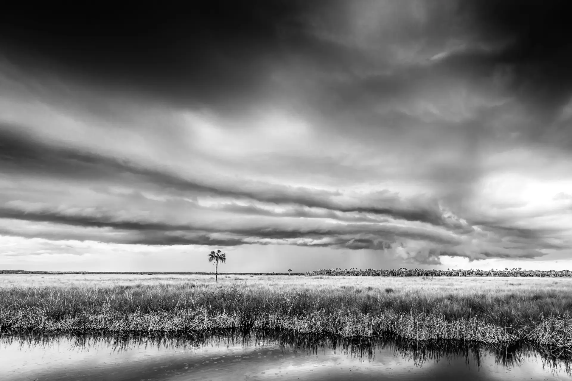 Lone palm tree under dramatic clouds