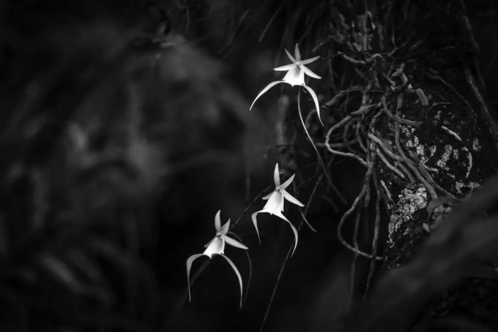 Delicate white orchids bloom against a dark background.