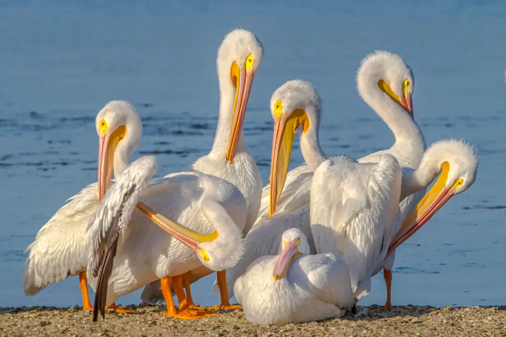 A group of white pelicans standing and sitting by the water.